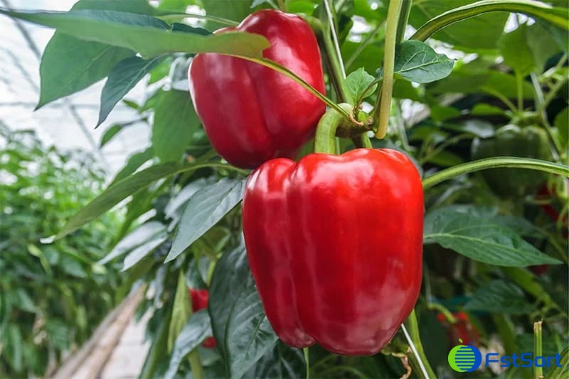 images/1702974325387bell pepper.jpg